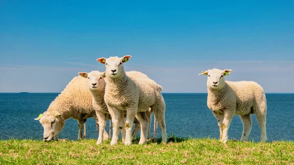 オランダの小羊とオランダのダニエルフェル湖 春の景色 オランダの羊は 緑の草の上の牧草地で牧草しています オランダ ノードロスポホルダー カメラを見ている羊のグループ — ストック写真
