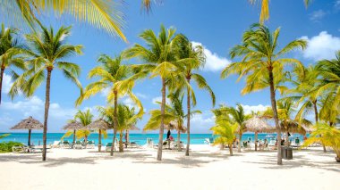 Palm Beach Aruba Karayipleri, palmiye ağaçları ve Aruba Antilleri 'nde mavi bir okyanusla beyaz kumlu plaj..
