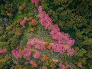 Chiang Mai Tayland dağlarındaki Sakura kiraz ağaçları, Doi Suthep 'teki Khun Chan Khian Tayland, Tayland' daki Chiang Mai dağlarındaki pembe kiraz ağaçlarının gökyüzü manzarası 