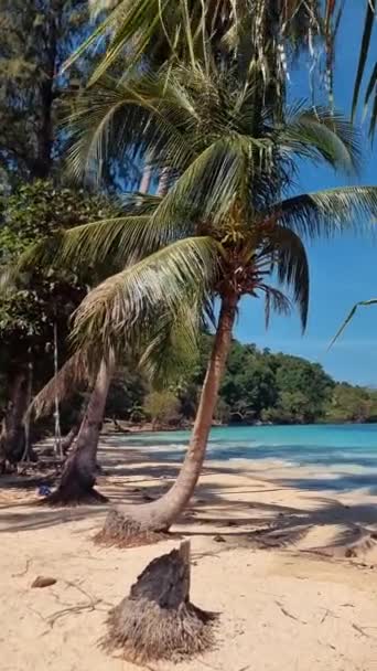 Palmy Pláži Ostrova Koh Wai Trat Thajsko Plechový Tropický Ostrov — Stock video