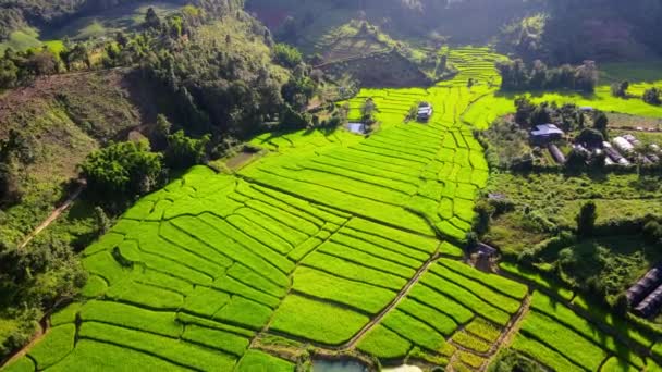 Бамбуковая Хижина Ферма Зелеными Рисовыми Полями Севере Таиланда Вид Дрона — стоковое видео
