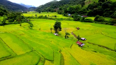 Kuzey Tayland Chiang Mai bölgesinde yeşil pirinç tarlaları olan bambu kulübesi çiftliği, Tayland 'daki yeşil pirinç tarlalarının insansız hava aracı görüntüsü.