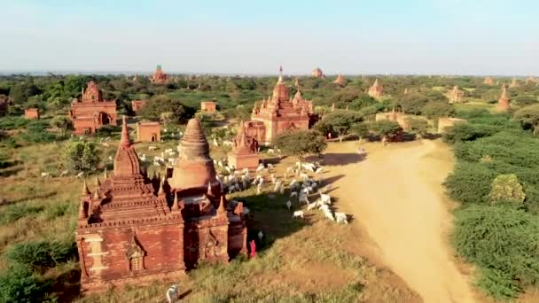 缅甸巴甘老城 位于教科文组织古老巴甘遗址的无人驾驶飞机日出 有寺庙和古塔 — 图库视频影像