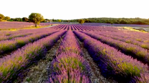 Прованс Поле Лаванды Закате Плато Валенсоль Прованс Франция Цветущие Лавандовые — стоковое видео