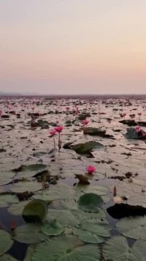 Kızıl Nilüfer Denizi, Nong Harn Gölü, Udon Thani, Tayland. Taylandlı bir kadın gün doğumunda Isaan 'daki Kızıl Lotus Gölü' nde bir teknede.