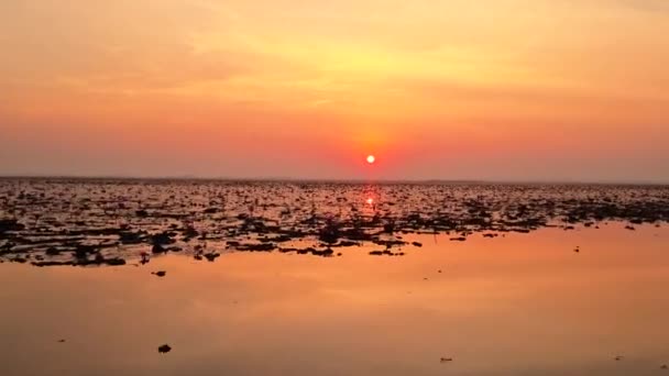 Mare Loto Rosso Lago Nong Harn Udon Thani Thailandia — Video Stock