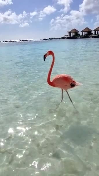 阿鲁巴的海滩上有粉色火烈鸟 阿鲁巴的海滩上有红色火烈鸟 — 图库视频影像