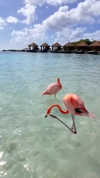Strand Rózsaszín Flamingókkal Arubában Flamingók Strandon Aruba Szigetén Karib Tenger — Stock videók