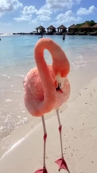 Strand Rózsaszín Flamingókkal Arubában Flamingók Strandon Aruba Island Karib Tenger — Stock videók
