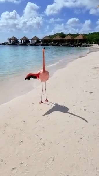 Strand Rózsaszín Flamingókkal Arubában Egy Napos Napon Óceán Mellett Flamingók — Stock videók