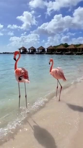 Strand Rózsaszín Flamingókkal Arubában Egy Napos Napon Óceán Mellett Flamingók — Stock videók