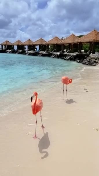 Strand Rózsaszín Flamingókkal Egy Napos Napon Arubában Flamingók Strandon Aruba — Stock videók
