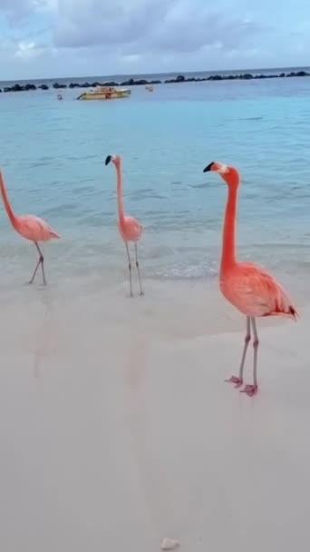 Spiaggia Fenicottero Aruba Fenicotteri Sulla Spiaggia Dell Isola Aruba Caraibi — Video Stock
