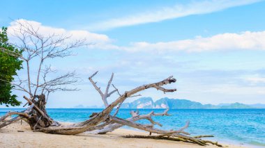Gün batımında kumsalda ölü bir ağaç, Koh Kradan Trang Tayland 'da turkuaz renkli bir okyanus olan, yumuşak beyaz kumlu tropik bir ada.