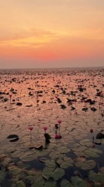Atmosfer, gün batımından sonraki alacakaranlıkla doludur. Suda yüzen nilüfer çiçeklerine altın bir ışık tutarak şaşırtıcı bir doğal manzara yaratır. Kızıl Lotus Denizi, Tayland.