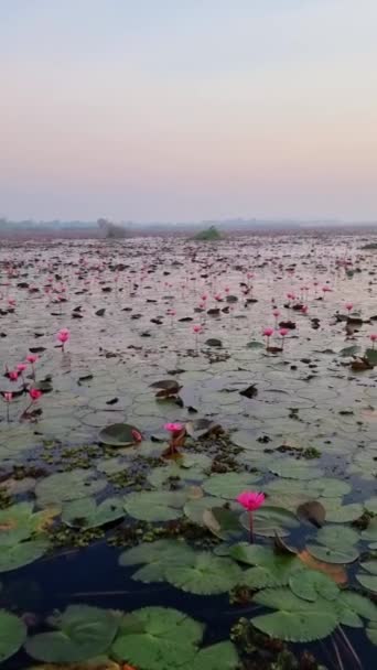 Naturalny Krajobraz Składający Się Jeziora Wypełnionego Lilie Wodne Różowe Kwiaty — Wideo stockowe