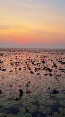 Alacakaranlıkta sakin doğal bir manzara. Su zambaklarıyla dolu geniş bir su kütlesi. Kızıl Lotus Denizi, Tayland 'ın ufuktaki renkli gökyüzünü ve bulutları yansıtıyor.
