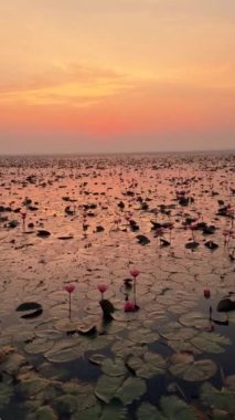 Kızıl Nilüfer Denizi, Nong Harn Gölü, Udon Thani, Tayland. Isaan 'daki Kızıl Nilüfer Gölü' nde gün doğumunda teknede bulunan Asyalı bir Taylandlı kadın.