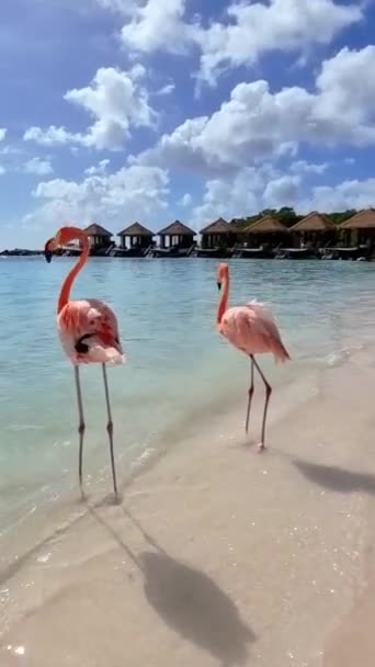 Twee Elegante Flamingo Sieren Het Strand Staan Vlakbij Het Glinsterende — Stockvideo