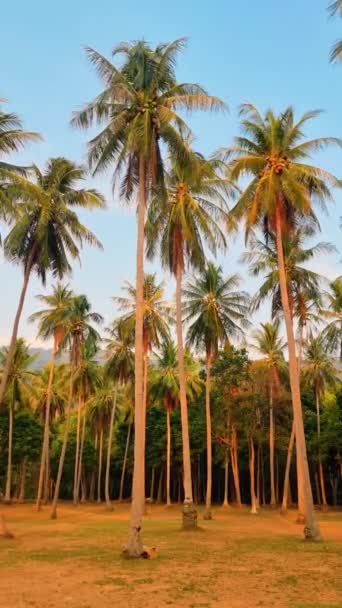 Eine Palmenreihe Vor Blauem Himmel Schafft Eine Malerische Szenerie Auf — Stockvideo