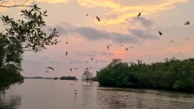 Deniz Kartalları gün batımında Tayland 'da Chantaburi mangrovunda, Kızıl Korulukta deniz kartalı nehirden balık topluyor.