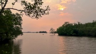 Deniz Kartalları gün batımında Tayland 'daki Chantaburi mangrov ormanında, Mangrove ormanlarındaki Kızıl Deniz Kartalı.