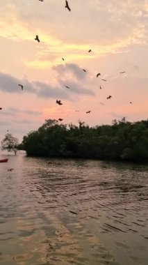 Deniz Kartalları gün batımında Tayland 'da Chantaburi' nin mangrovunda, Mangrove ormanında Kızıl Deniz Kartalı