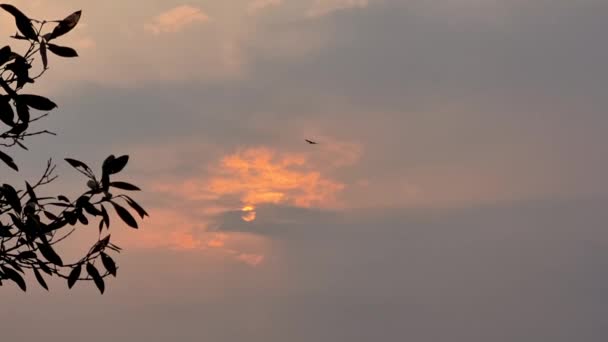 Orły Morskie Zachodzie Słońca Namorzynie Chantaburi Tajlandii Orzeł Morski Zachodzie — Wideo stockowe