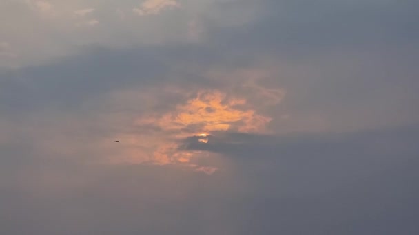 タイのチャンタブリのマングローブの日没で海のイーグル マングローブの森の海ワシは太陽の近くに — ストック動画