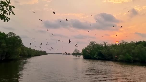 Seeadler Bei Sonnenuntergang Der Mangrove Von Chantaburi Thailand Rotrückenseeadler Mangrovenwald — Stockvideo