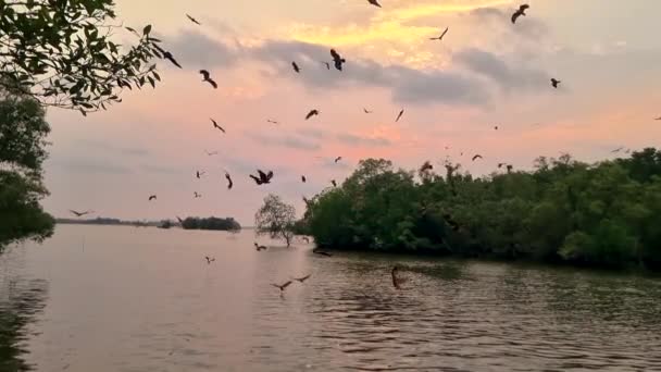 泰国昌塔布里红树林的落日落日下的海鹰 红鹰在红树林森林中的海鹰 — 图库视频影像