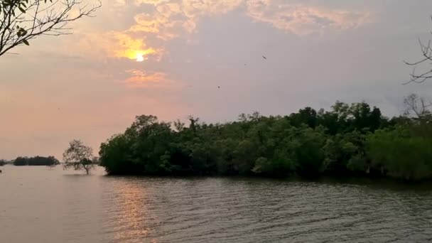 Sea Eagles Sunset Mangrove Chantaburi Thailand — Stock Video