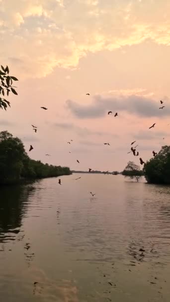 タイのチャンタブリのマングローブの日没で海のイーグル マングローブの森で赤い裏付けられた海の鷲 — ストック動画