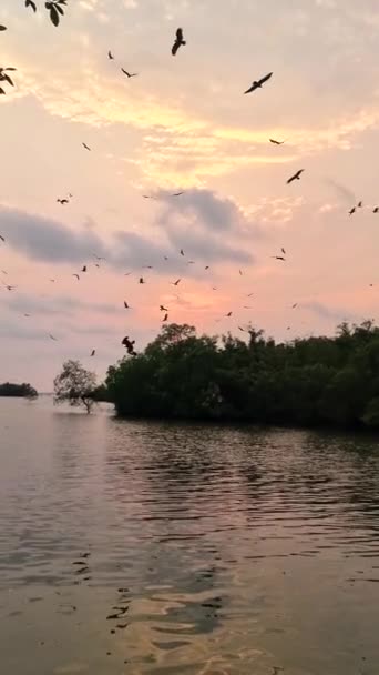 Aigles Mer Coucher Soleil Dans Mangrove Chantaburi Thaïlande Aigle Mer — Video