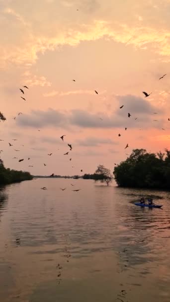 Sea Eagles Sunset Mangrove Chantaburi Thailand Red Backed Sea Eagle — Stock Video