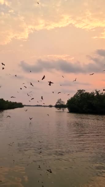 Морские Орлы Закате Мангровом Лесу Чантабури Таиланде Рыжий Морской Орел — стоковое видео