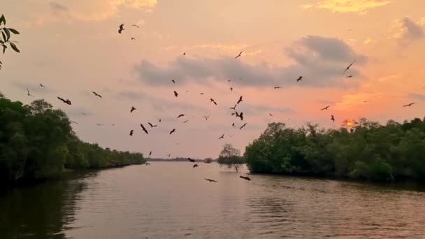 タイのチャンタブリのマングローブの日没で海のイーグル 川の上の日没でマングローブの森で赤い裏付けられた海の鷲 — ストック動画