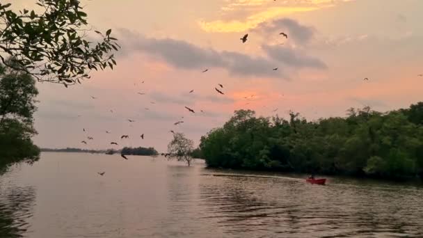 タイのチャンタブリのマングローブの日没で海のイーグル マングローブの森の川で赤い裏付けられた海の鷲 — ストック動画