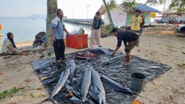 20 Ocak 2024 'te Koh Mook Tayland' da bir grup insan bir dizi taze avlanmış balığın etrafında durmuş fiyatları tartışıyorlar ve alışverişlerini tartışıyorlardı..