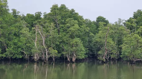 Спокойное Водное Пространство Отражает Пышный Зеленый Навес Окружающих Деревьев Создавая — стоковое фото