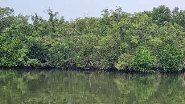 Tranquilo Cuerpo Agua Encuentra Medio Frondoso Bosque Rodeado Imponentes Árboles —  Fotos de Stock