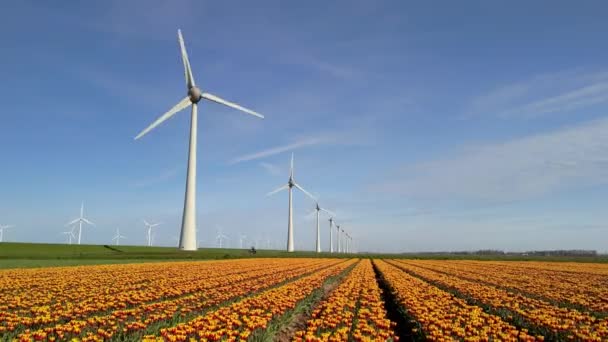 春の風車公園 チューリップの花 電気的に緑のエネルギーを生成する風車タービンの無人航空眺め オランダのフルボランドの風車 — ストック動画