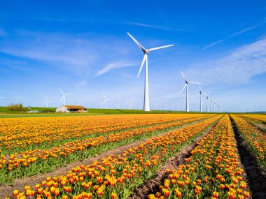 Hollanda, Flevoland 'daki görkemli yel değirmenlerinin döndüğü berrak mavi gökyüzünün altında kilometrelerce uzanan canlı çiçekler. Yel değirmeni türbinleri, yeşil enerji, çevre dostu, Dünya günü