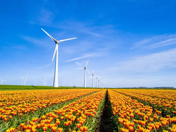 stock image A vibrant field of colorful tulip flowers stretches into the distance, with majestic windmills spinning against the sky in the background. Netherlands Flevoland, green energy