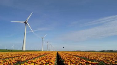 İlkbaharda lale çiçekleriyle dolu yel değirmeni parkı, elektrik üreten yel değirmeni türbinleri, Hollanda Flevoland 'da yel değirmenleri. 