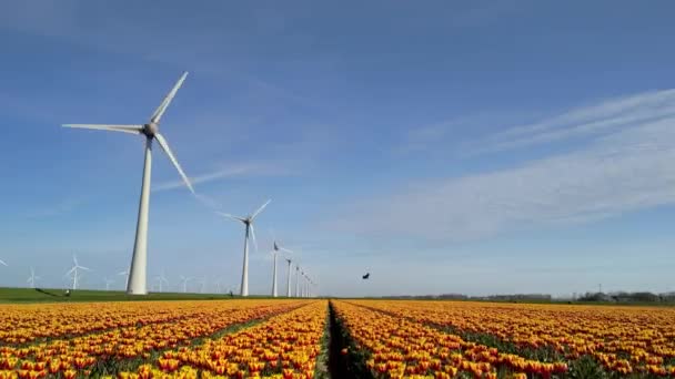 Wiosenny Park Wiatraków Kwiatami Tulipanów Turbiny Wiatrakowe Wytwarzające Energię Elektryczną — Wideo stockowe