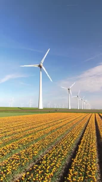 春の風車公園 チューリップの花と 電気的に緑エネルギーを生成する風車タービンの無人航空眺め オランダのフルボランドの晴れた春の風車 — ストック動画