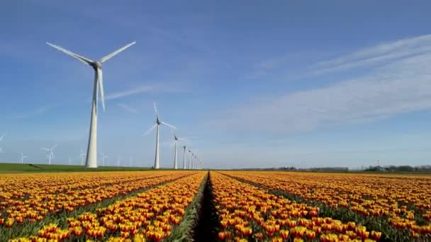 Větrný Park Jaře Tulipánovými Květy Bezpilotní Pohled Větrné Turbíny Které — Stock video