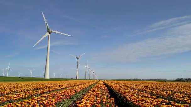 春の風車公園 チューリップの花 電気的に緑エネルギーを生成する風車タービンのドローン空中ビュー オランダのフルボランドの風車 アースデイ — ストック動画