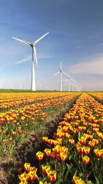 Wiosenny Park Wiatraków Kwiatami Tulipanów Widok Lotu Ptaka Turbin Wiatrowych — Wideo stockowe